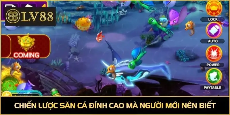 Chiến lược săn cá đỉnh cao mà người mới nên biết