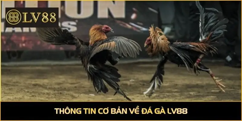 Thông tin cơ bản về đá gà LV88