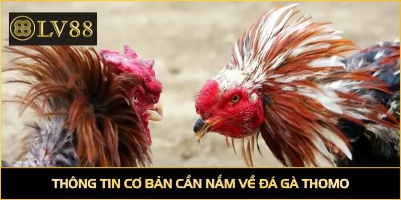 Thông tin cơ bản cần nắm về đá gà Thomo