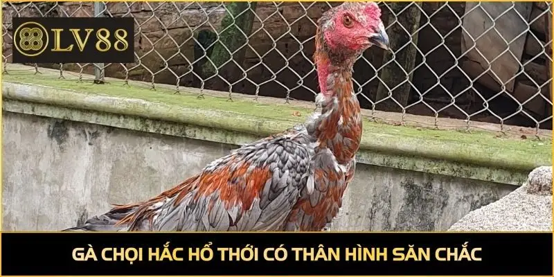 Gà chọi hắc hổ thới có thân hình săn chắc