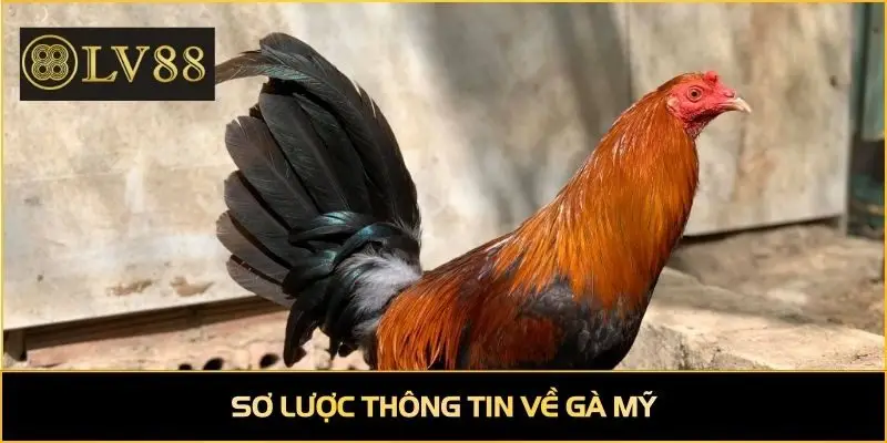 Sơ lược thông tin về gà Mỹ